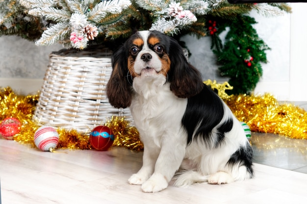 Cavalier King Charles Spaniel steht auf dem Hintergrund des Weihnachtsbaums.