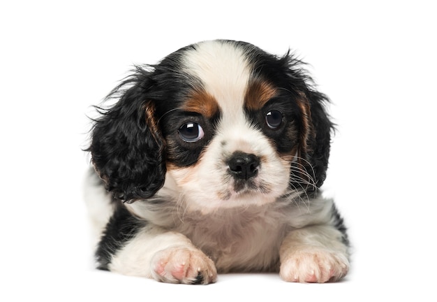 Cavalier King Charles Spaniel Welpe