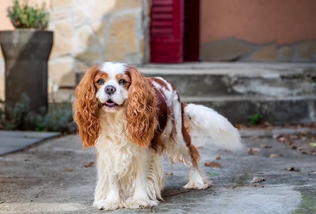 Cavalier king charles spaniel