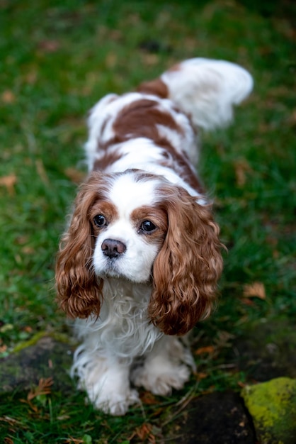 Cavalier King Charles Spaniel