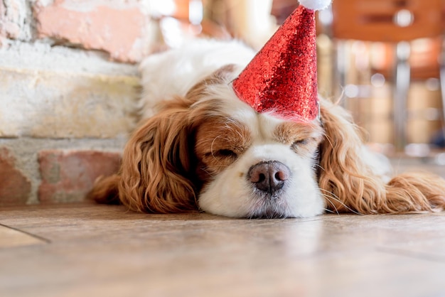 Cavalier king charles spaniel