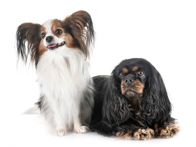 Foto cavalier king charles und papillon