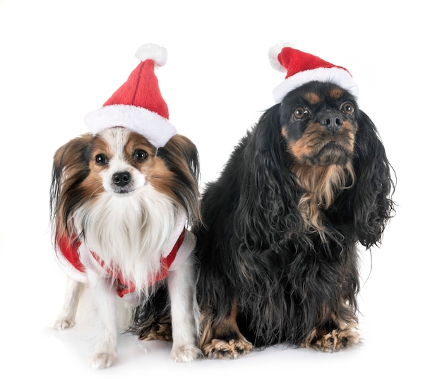 Cavalier King Charles und Papillon