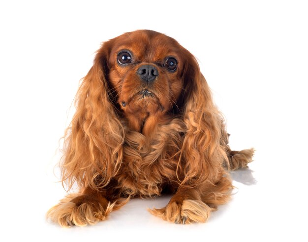 Cavalier King Charles