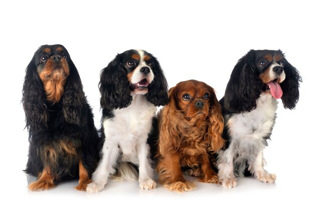 Cavalier King Charles