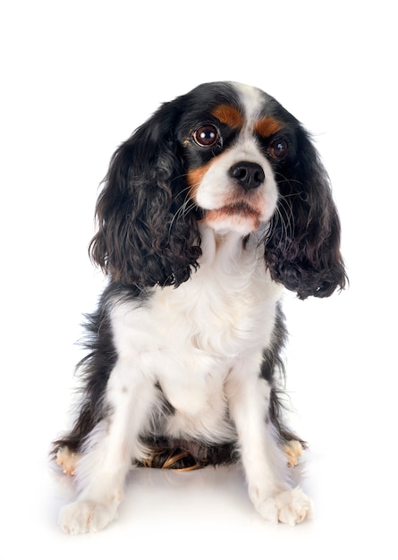 Cavalier king charles