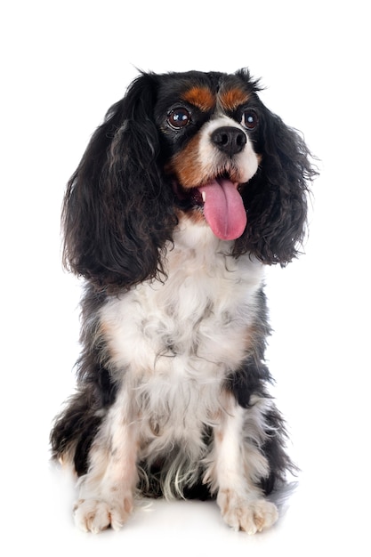 Cavalier King Charles