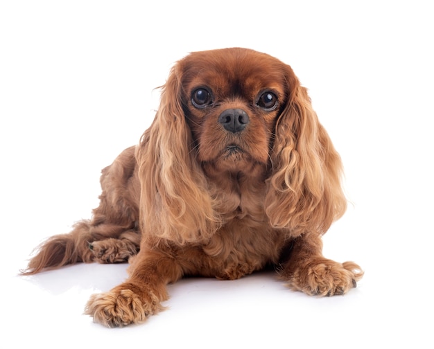 Cavalier King Charles