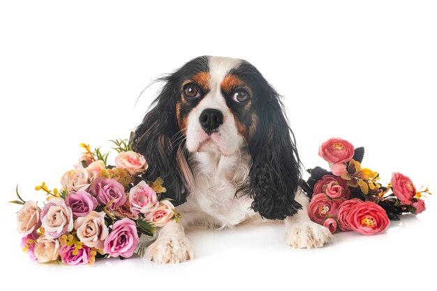 Cavalier King Charles