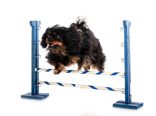 Cavalier King Charles