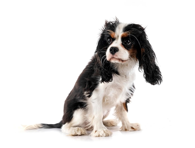 cavalier King Charles