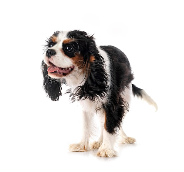 cavalier King Charles