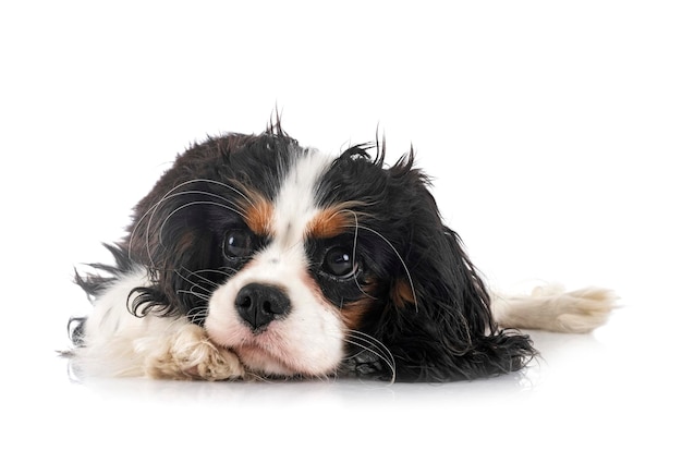 cavalier King Charles