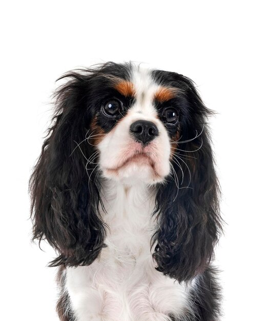 Cavalier King Charles