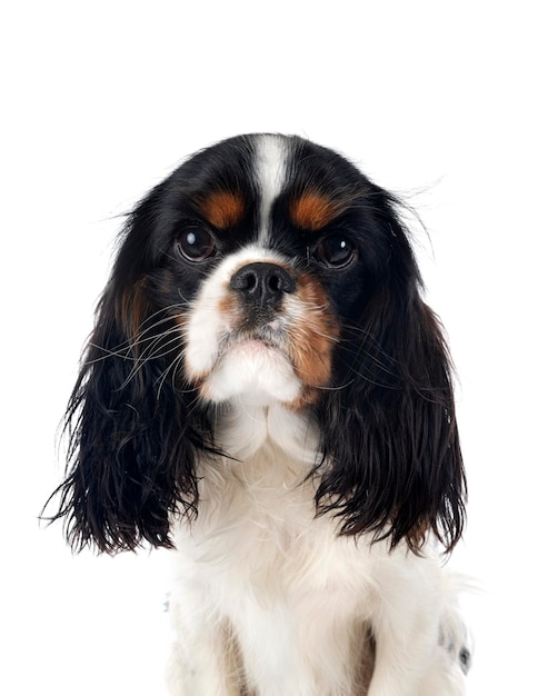 cavalier King Charles