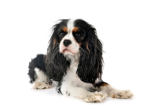 Cavalier King Charles