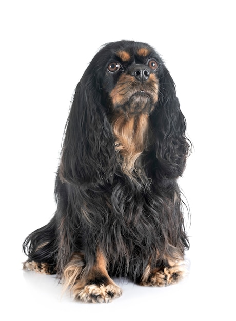 Cavalier King Charles