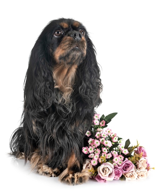 Cavalier King Charles