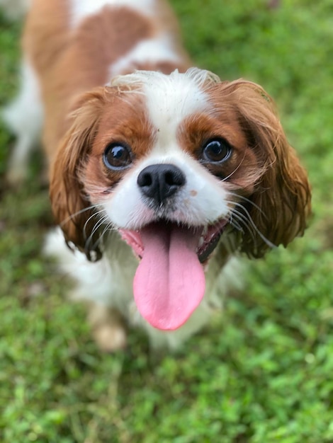 Foto cavalier rey charles spaniel cola agitando las lenguas fuera de la clase de día