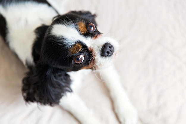 Cavalier spaniel bonito relaxando na cama