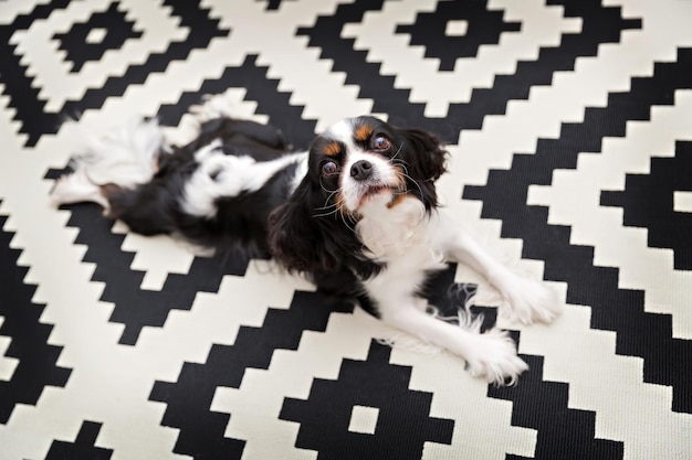 Cavalier spaniel bonito relaxando no tapete