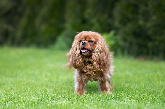 Cavalier spaniel de pie sobre la hierba