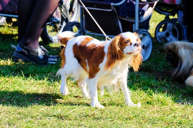 Cavaliers Hund King Charles Spaniel bei einem Spaziergang.