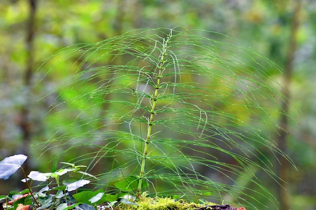 Cavalinha (Equisetum) em uma floresta. É uma planta medicinal