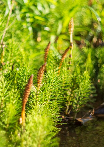 Cavalinha verde florescendo Equisetum na primavera na Grécia