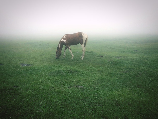 Cavalo a pastar em campo gramado