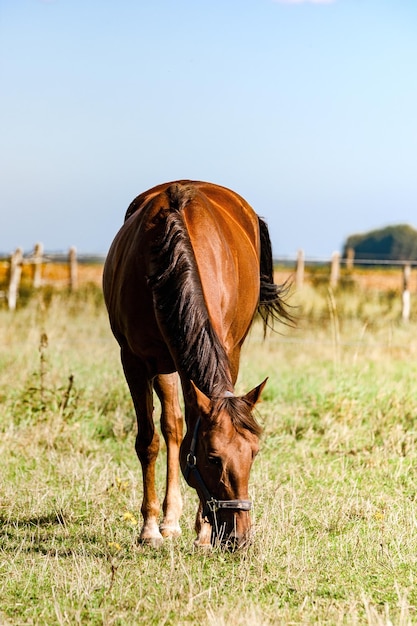 Cavalo a pastar no campo contra um céu claro