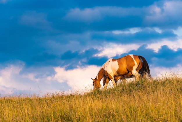 Cavalo a pastar num campo selvagem