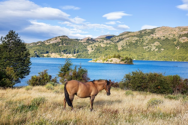 Cavalo a pasto no Chile, América do Sul