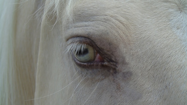 cavalo albino com olhos azuis. Detalhe do olho e das pestanas