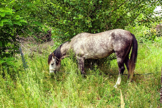 Cavalo amarrado pastando em um bosque