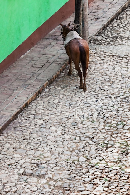 Cavalo amarrado