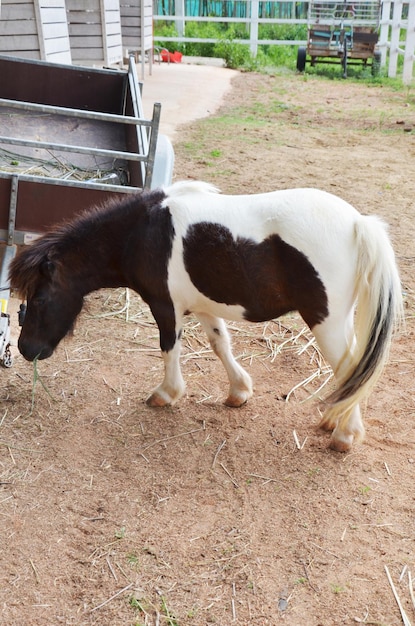 Cavalo anão pônei ou cavalo miniatura em box estável de fazenda de animais