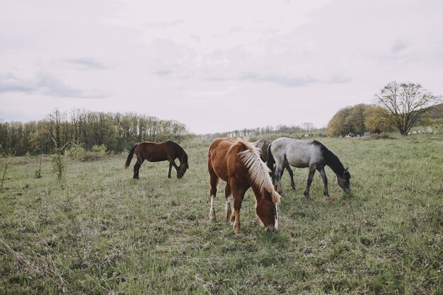 Cavalo ao ar livre comendo grama paisagem paisagem inalterada