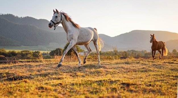 Cavalo árabe branco andando no campo de grama outro marrom atrás, o sol da tarde brilha no fundo.