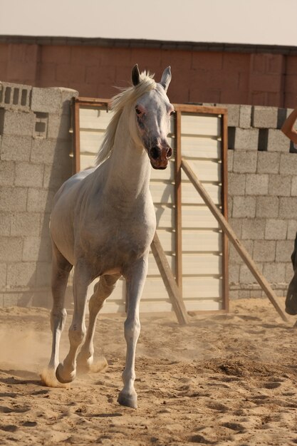 cavalo árabe branco