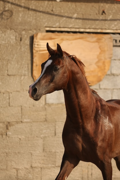 cavalo árabe é uma raça de cavalo que se originou na península arábica