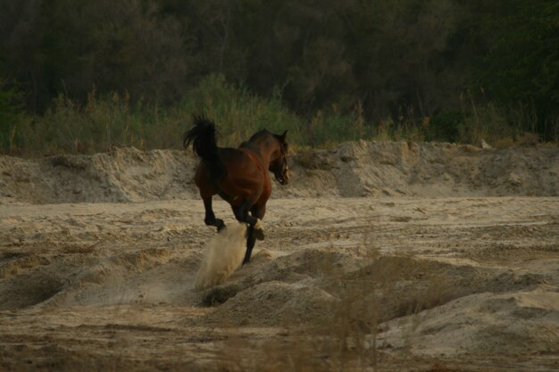 cavalo árabe é uma raça de cavalo que se originou na península arábica