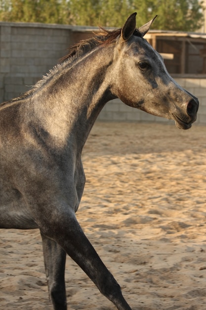 cavalo árabe é uma raça de cavalo que se originou na península arábica