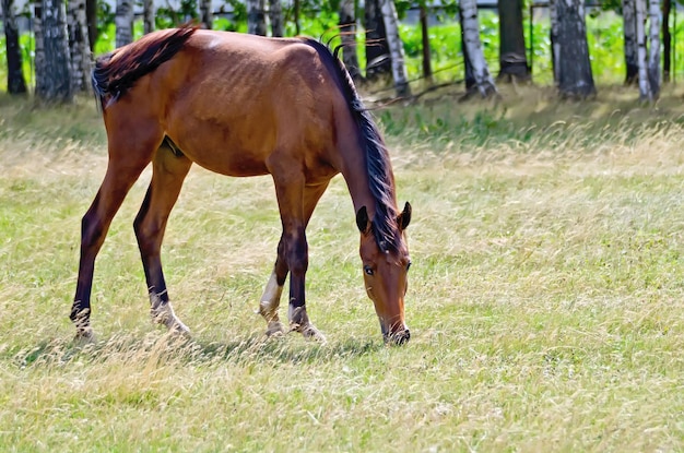 Cavalo baio jovem pastando no Prado