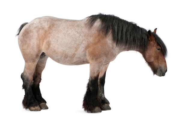 Cavalo belga, cavalo pesado belga, brabancon, uma raça de cavalo de esboço, 16 anos de idade, de pé no branco isolado