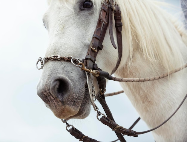 cavalo bit e camargue na praia