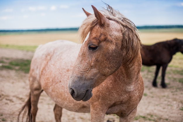 Cavalo bonito gentil