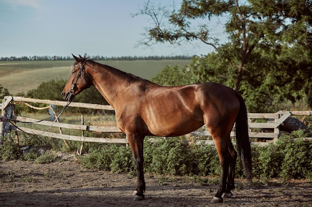 Cavalo bonito no paddock. Fazenda. Rancho. Cavalo lindo e inteligente animal de estimação