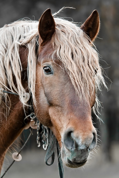 Cavalo bonito