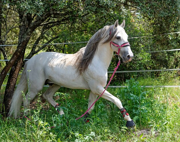 Cavalo branco andaluz